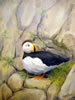 Newfoundland: Puffin' Up